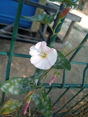 Convolvulus arvensis