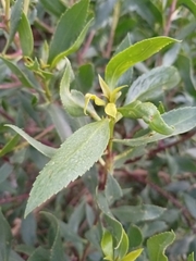 Myoporum petiolatum