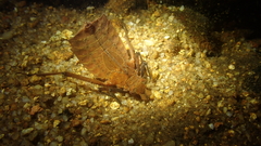 Sieboldius alexanderi