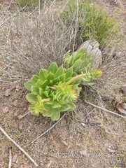 Dudleya brittonii