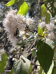 Ageratina glabrata
