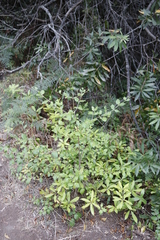 Afrocanthium