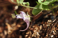 Kickxia commutata commutata