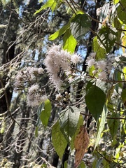 Ageratina glabrata