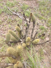Bergerocactus emoryi