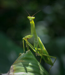 Stagmatoptera