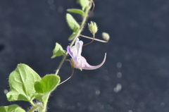 Kickxia commutata commutata