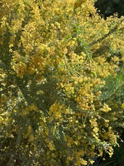 Acacia cultriformis
