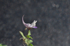 Kickxia commutata commutata