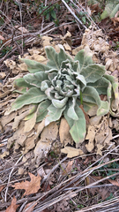 Verbascum thapsus