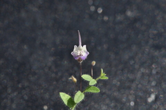 Kickxia commutata commutata