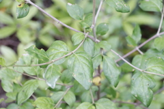 Afrocanthium