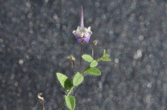 Kickxia commutata commutata