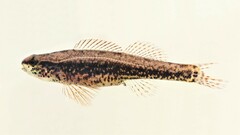 Sawcheek Darter photo 2