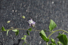 Kickxia commutata commutata