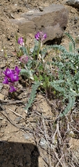 Astragalus inflexus