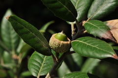 Quercus ilex