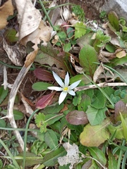 Ornithogalum fimbriatum