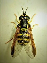 Chrysotoxum intermedium