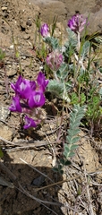 Astragalus inflexus