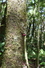 Syzygium borbonicum