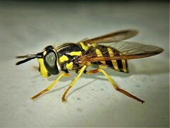 Chrysotoxum intermedium