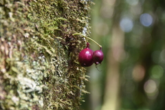Syzygium borbonicum