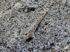 Periophthalmus variabilis