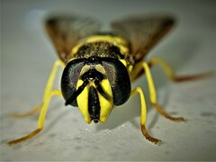 Chrysotoxum intermedium