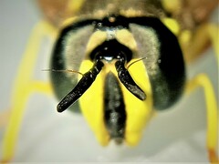 Chrysotoxum intermedium