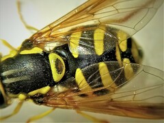 Chrysotoxum intermedium