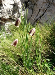 Fritillaria