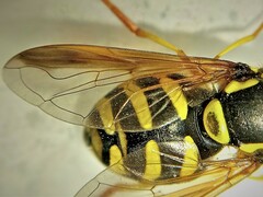 Chrysotoxum intermedium