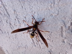 Polistes