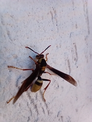 Polistes