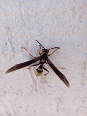Polistes