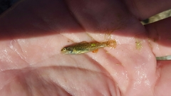 Etheostoma grahami