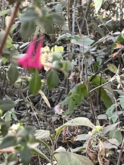 Fuchsia microphylla