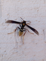 Polistes