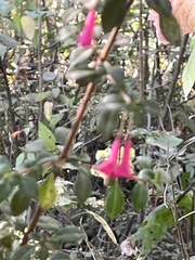 Fuchsia microphylla