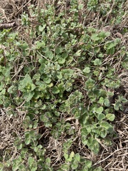 Veronica hederifolia-sublobata-triloba