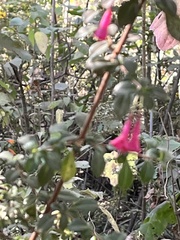 Fuchsia microphylla