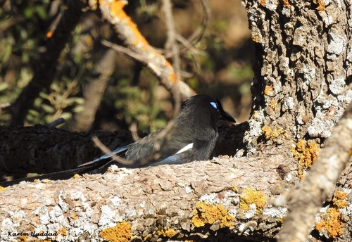 Pica mauritanica