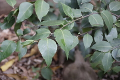 Maytenus acuminata