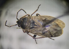 Sphragisticus nebulosus