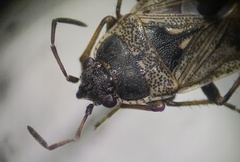 Sphragisticus nebulosus