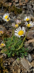 Erigeron compositus