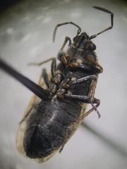 Sphragisticus nebulosus