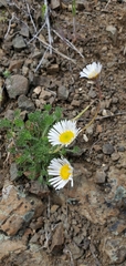 Erigeron compositus