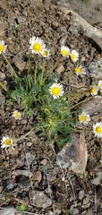 Erigeron compositus